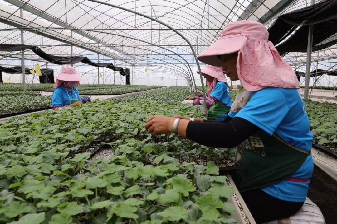 彌渡蔬菜種植的“逆襲”密碼 一斤小番茄30元，種苗走出國門背后的創新與遠見